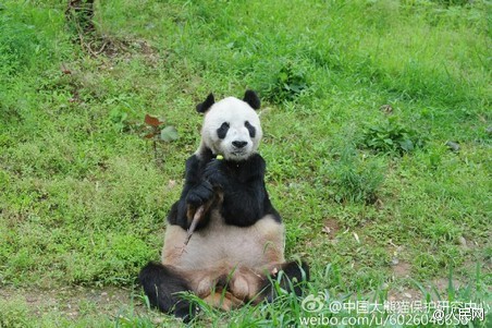 大熊猫&ldquo;盼盼&rdquo;离世：全球近1/4圈养大熊猫系其后代