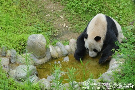 大熊猫&ldquo;盼盼&rdquo;离世：全球近1/4圈养大熊猫系其后代