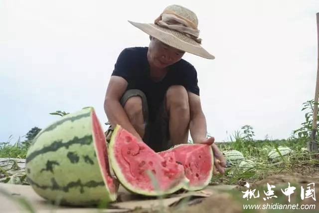 “今年西瓜批发的价格比往年低了很多,现在又有很多西瓜滞销,我们瓜农辛辛苦苦照顾了近半年的西瓜再没人收,就烂到地里了。”老吴说。因缺少客商收购,每天老吴会找车运一些西瓜去集市上售卖。如果按照老吴家的西瓜产量计算,白鹿原近万亩西瓜的产量或接近6000万斤,“到附近的集市上零售”是目前瓜农唯一能选择的销售途径,可是对于白鹿原庞大的西瓜体量来讲,这样的小规模零售,只能是杯水车薪。