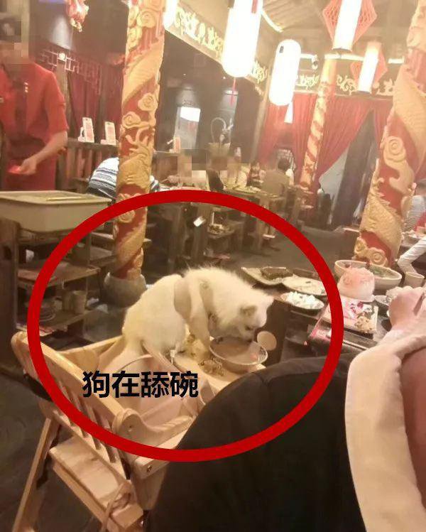 火锅店人和狗同吃 狗当众舔食餐盘无人管