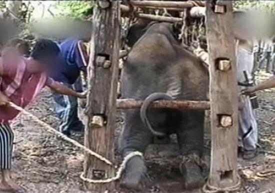 残忍的训练 图据网络