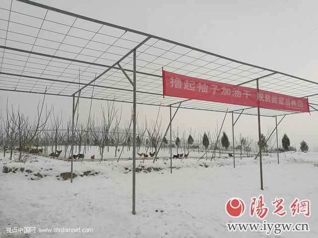 宝鸡十佳农民专业合作社北庵村金田种养殖合作社发展纪事