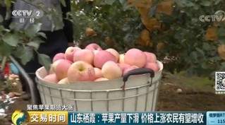 “疯狂的苹果”再上演？去年能吃3个的价格今年只能吃1个