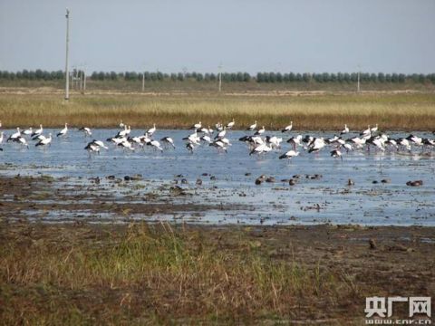 近千只国家一级保护动物东方白鹳聚会吉林莫莫格湿地