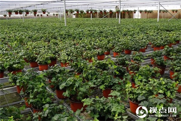 &ldquo;美丽中国梦 生态中国行&rdquo;丨媒体团深入西安秦汉新城采风