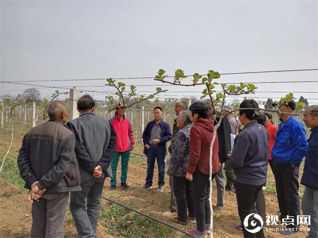 渭南市临渭区果菜局春季果树管理培训正当时