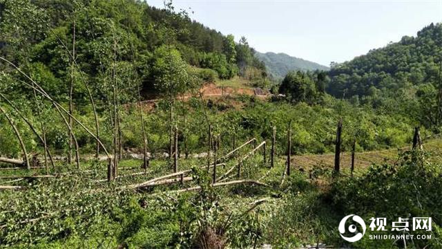 汉中市西乡县突遭受狂风冰雹袭击 干群协力生产自救