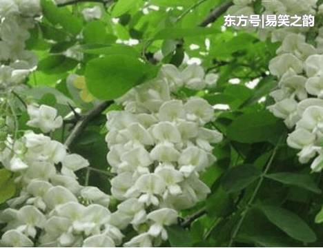 乡下几种很常见的野菜 可治疗腹泻、水肿、肝炎、泌尿系统感染