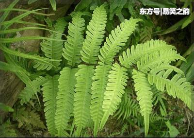 乡下几种很常见的野菜 可治疗腹泻、水肿、肝炎、泌尿系统感染