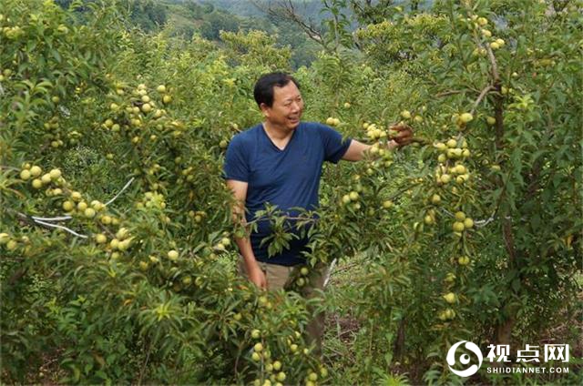 西乡县堰口镇檀木村千亩李子喜获丰收诚盼客商快来收李