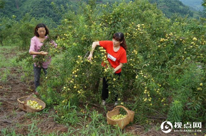 第二届中国<a href=https://www.shidiannet.com/zt/shaanxi/ target=_blank class=infotextkey>陕西</a>汉中西乡堰口镇檀木村李子采摘节成功举办
