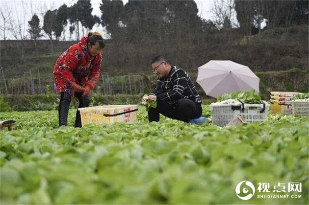 新景村小白菜种植