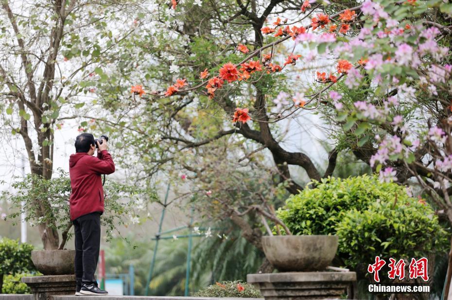 广西钦州春暖花开香满城