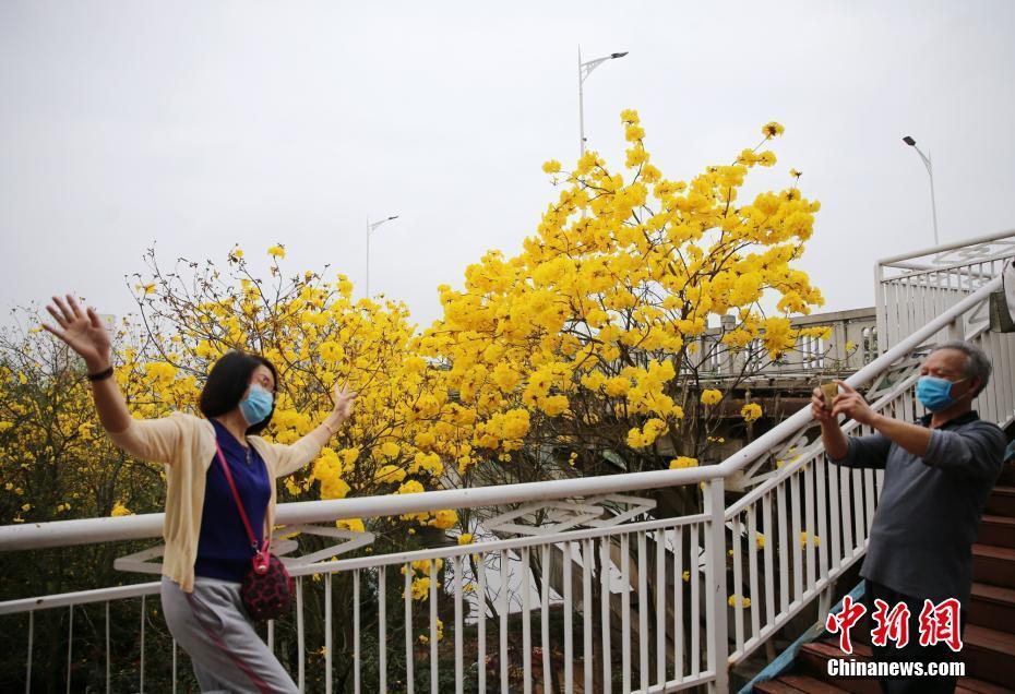 广西钦州春暖花开香满城