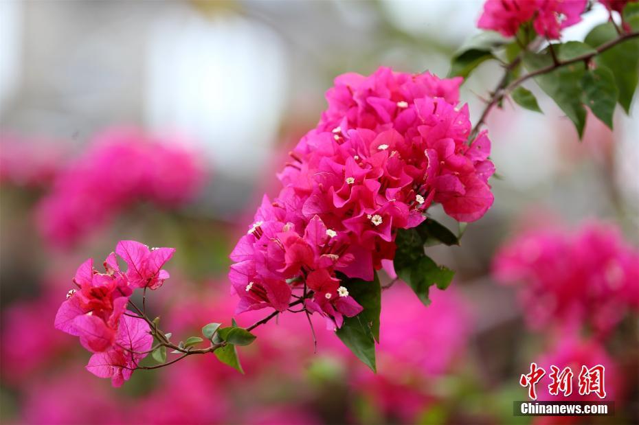 广西钦州春暖花开香满城