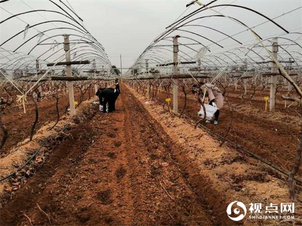 渭南市临渭区：开展葡萄试验示范 探索最佳施肥模式