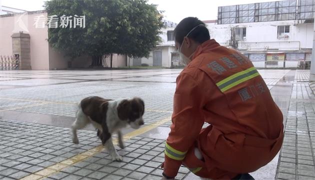 刨土数10小时!泉州酒店搜救犬磨烂爪子 正在康复中