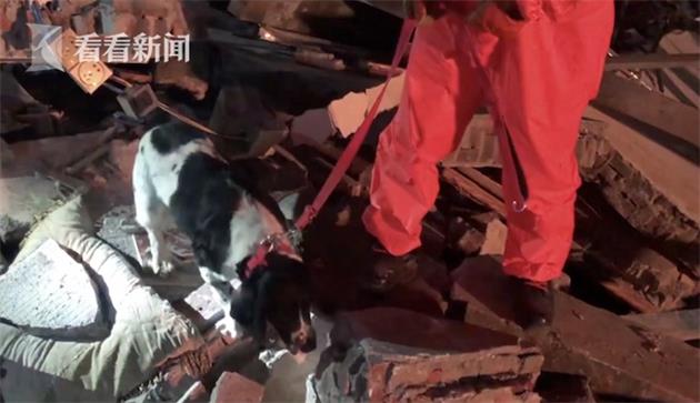 刨土数10小时!泉州酒店搜救犬磨烂爪子 正在康复中