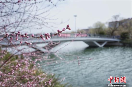 春意渐浓！北京玉渊潭公园春暖花开