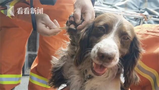 刨土数10小时!泉州酒店搜救犬磨烂爪子 正在康复中