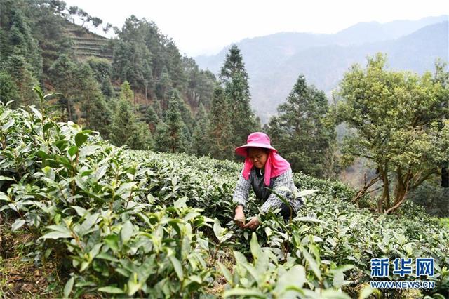 贵州雷山县春茶进入采摘期 各大茶场开始赶制第一批春茶