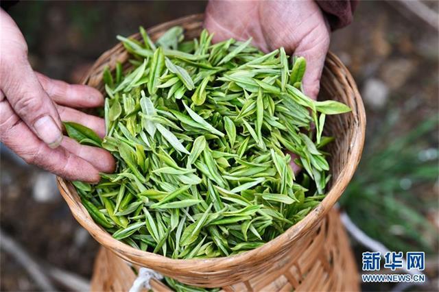 贵州雷山县春茶进入采摘期 各大茶场开始赶制第一批春茶