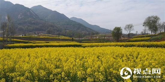 汉中市西乡县堰口镇油菜花开美如画