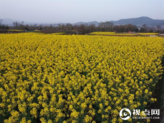 汉中市西乡县堰口镇油菜花开美如画