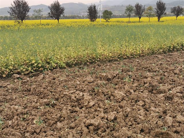 一笔化验费难倒一群“官人”不应该——汉中勉县油菜出现大面积枯萎是否与污染有关？