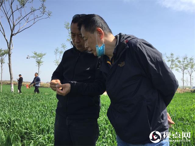 省农业农村厅第四督导组来临渭区调研督导小麦条锈病防控等工作