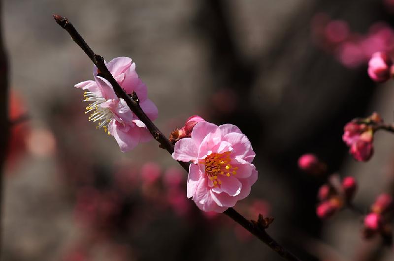 春分 / 任静 (图文)