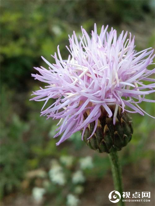 春上眉梢 / 张晓宁