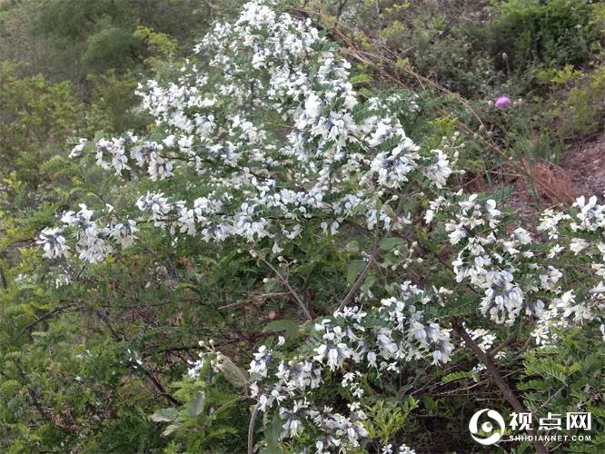 春上眉梢 / 张晓宁