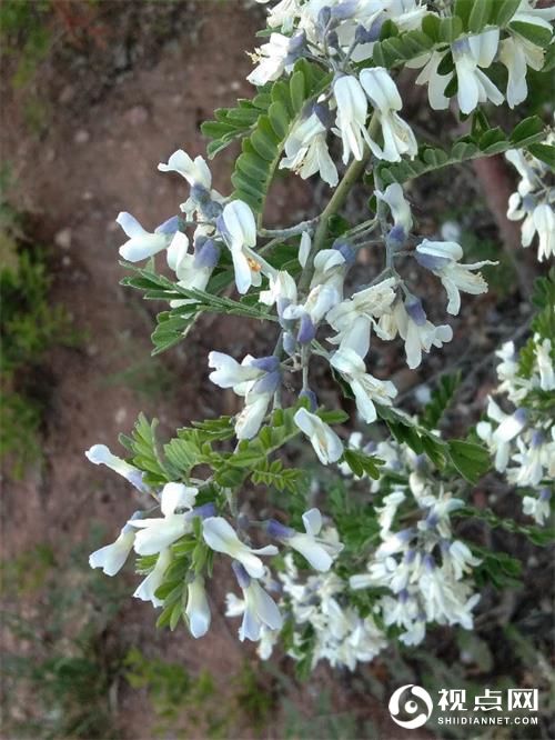 春上眉梢 / 张晓宁