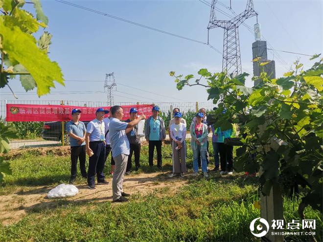 临渭区农技中心召开提质增效基地葡萄套袋及套袋期管理实训培训会