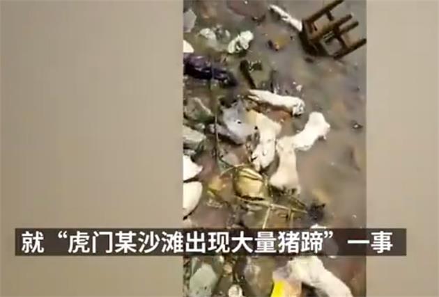 广东东莞海滩现大量猪蹄原因：或为船只倾覆所致