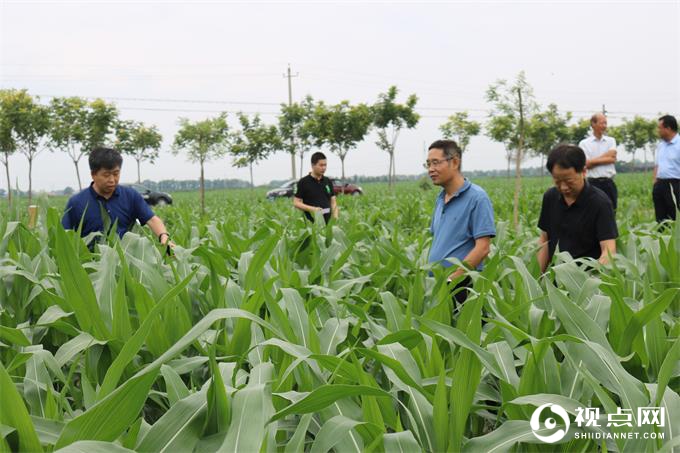 陕西省农业农村厅来临渭区调研夏玉米生产情况