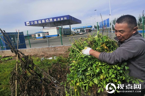 神木市碾房峁治超站职工菜园子喜获丰收