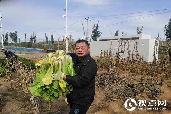 神木市碾房峁治超站职工菜园子喜获丰收