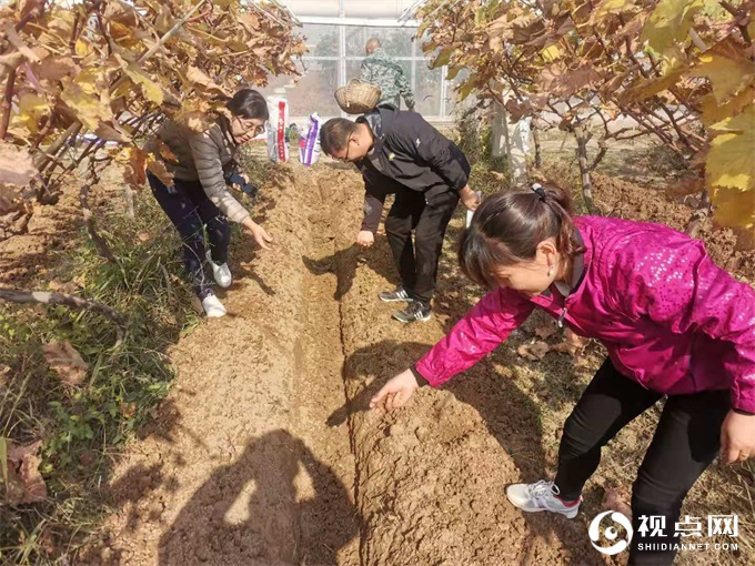 临渭区葡萄基地扎实开展肥效试验示范，积极推进化肥减量增效