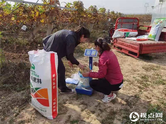 临渭区葡萄基地扎实开展肥效试验示范，积极推进化肥减量增效