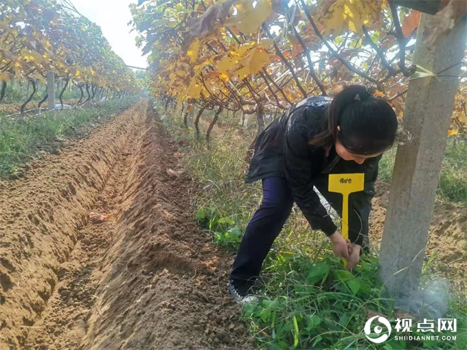 临渭区葡萄基地扎实开展肥效试验示范，积极推进化肥减量增效