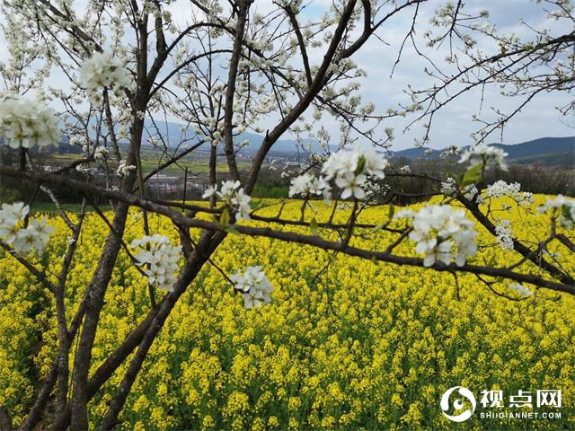 汉中市西乡县堰口镇檀木村成功举办第二届李子花海赛诗会