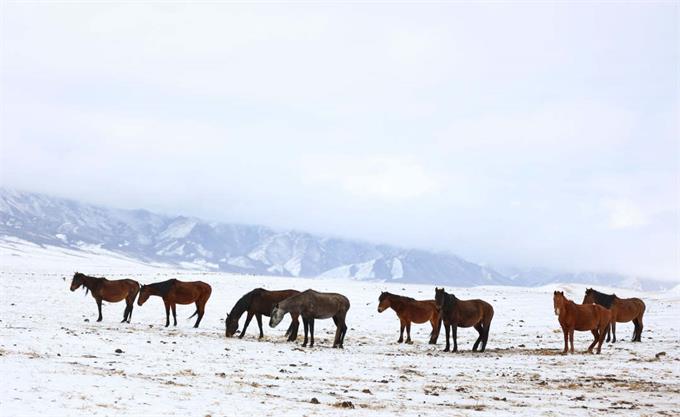 甘肃张掖山丹马场降雪，银装素裹高原美景