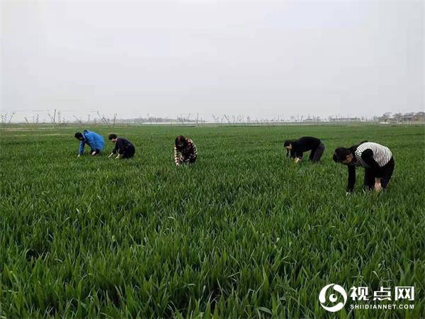 渭南市临渭区农技中心党支部开展党史学习教育