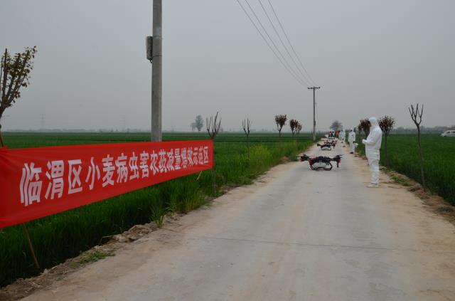 渭南市临渭区召开小麦条锈病防控暨“一喷三防”现场会