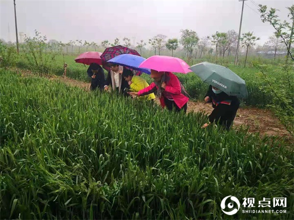 渭南市临渭区农技中心顶风冒雨检查塬区小麦条锈病发生情况