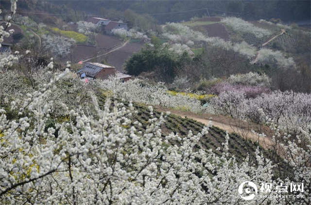 汉中市西乡县堰口镇：名山 秀水 花海 绿茶美如画