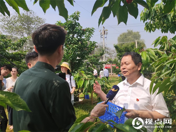 临渭果乡美，赤水樱桃红——第十届临渭区赤水樱桃采摘节开幕