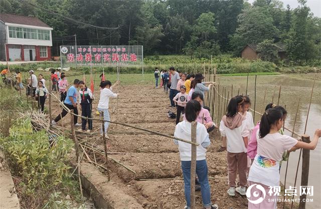 拔草、栽苗……汉中西乡县柳树镇中心学校校外劳动教育实践欢乐多